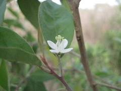 Capparis incana