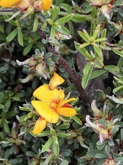 Pultenaea largiflorens