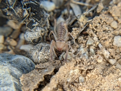 Eremobatidae