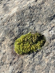 Racomitrium heterostichum