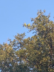 Amazona viridigenalis