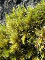 Racomitrium heterostichum