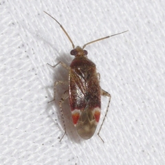 Phylinae