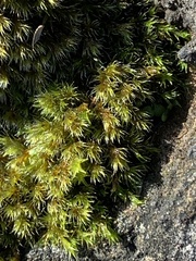 Racomitrium heterostichum