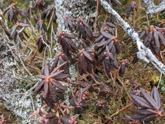 Rhododendron groenlandicum