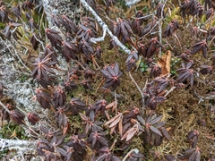 Rhododendron groenlandicum