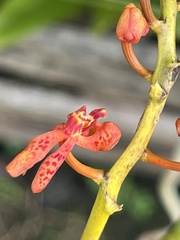 Vandoideae