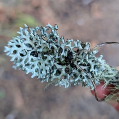 Hypogymnia tubulosa