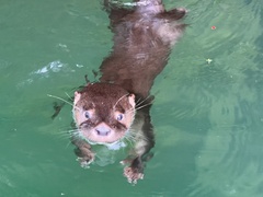 Lontra provocax