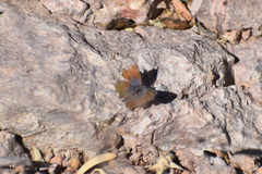 Brephidium exilis exilis