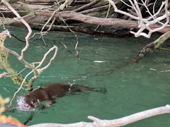 Lontra provocax