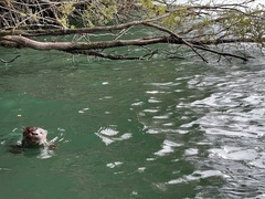 Lontra provocax
