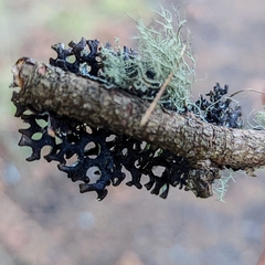 Hypogymnia tubulosa