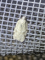Acleris placidana