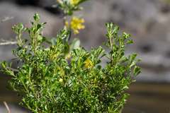 Baccharis flabellata