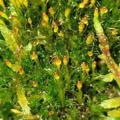 Tetraplodon angustatus