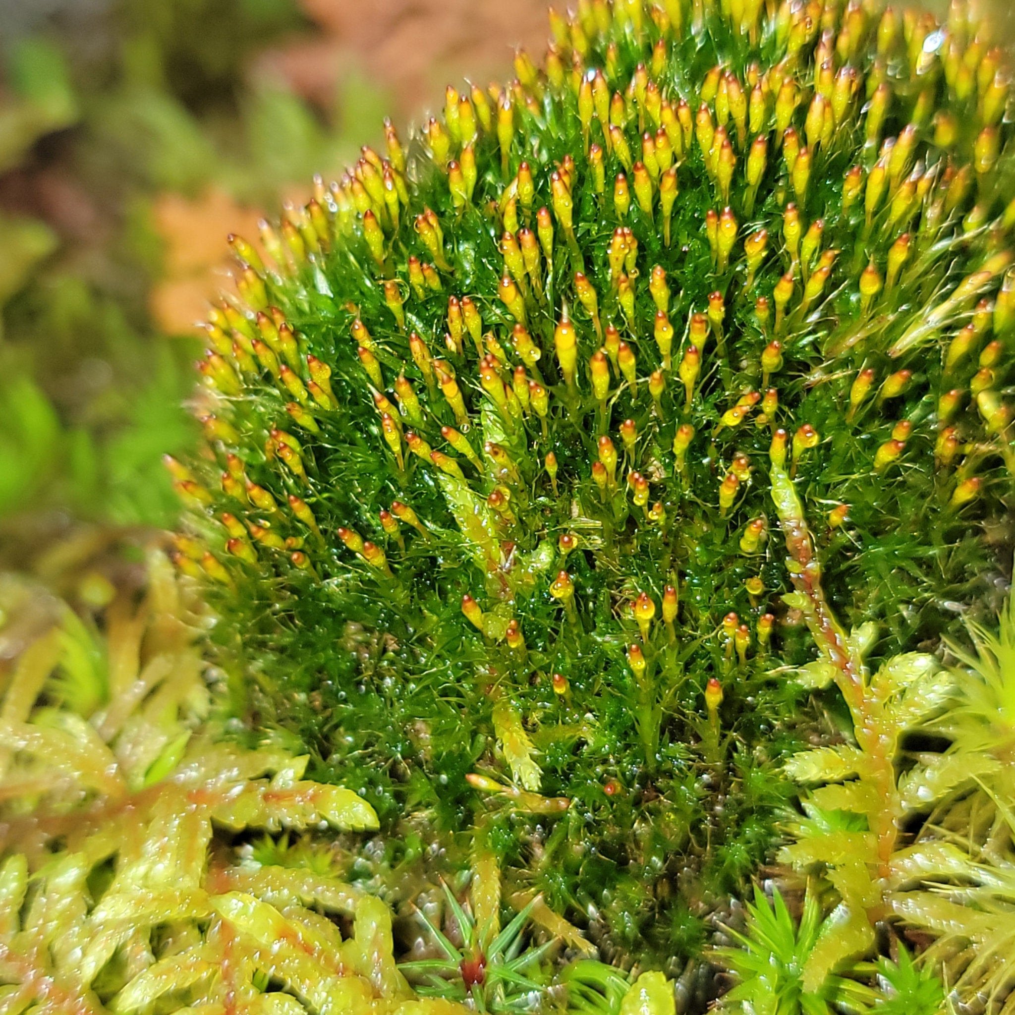 Tetraplodon angustatus