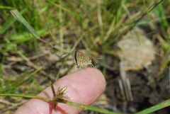 Piruna aea