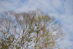 Cotinga maynana