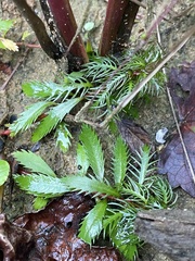 Proserpinaca palustris