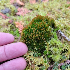 Tetraplodon angustatus