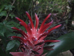 Billbergia pyramidalis