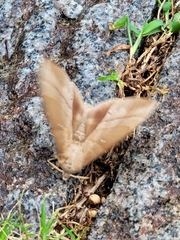 Lebeda nobilis