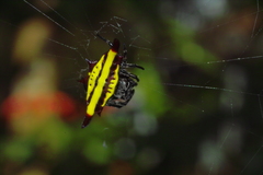 Gasteracantha diadesmia