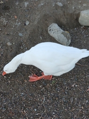 Anser anser domesticus