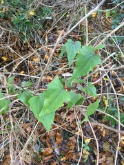 Mikania scandens