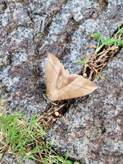 Lebeda nobilis