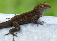 Anolis cristatellus