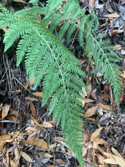 Polystichum dudleyi