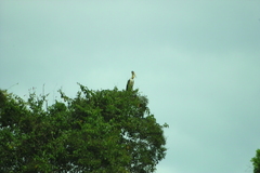 Leptoptilos javanicus