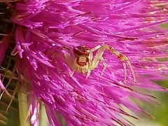 Misumenops
