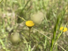 Leptorhynchos squamatus