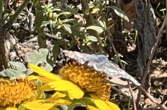 Burnsius communis