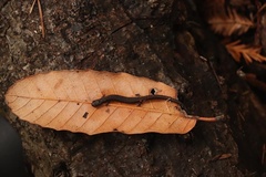 Batrachoseps attenuatus