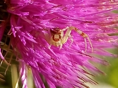 Misumenops