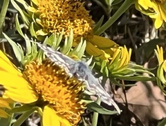 Burnsius communis
