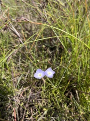 Veronica gracilis
