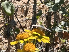 Burnsius communis