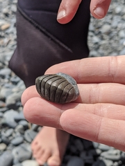 Chiton glaucus