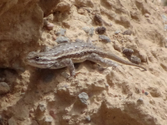Sceloporus cowlesi
