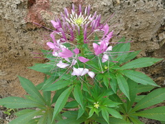 Cleome spinosa