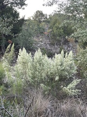 Baccharis neglecta