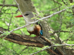 Halcyon leucocephala
