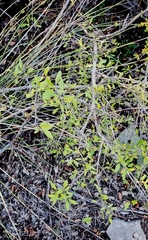 Forestiera pubescens