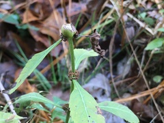 Neolasioptera lycopi