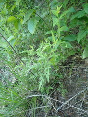 Aureolaria grandiflora